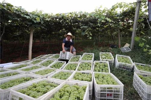 观光采摘园视频,观光采摘园精彩瞬间集锦