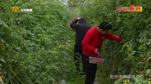 观光采摘园视频,观光采摘园精彩瞬间集锦
