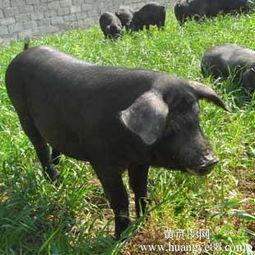 黑猪放养视频,自然生态养殖的生动画卷