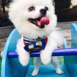 可爱狗狗萌宠视频,温馨瞬间，治愈你的心灵