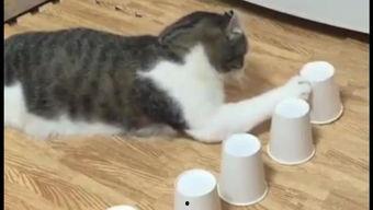 搞笑视频动物,动物界的喜剧之王