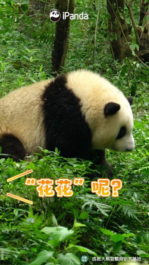 熊猫说话视频