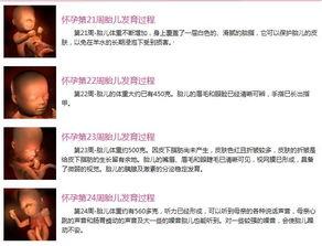 从受精卵到出生视频,从受精卵到新生儿的神奇旅程