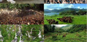 养殖视频下载,揭秘养殖行业前沿技术与应用