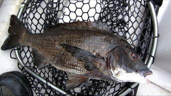 筏钓教学视频高清