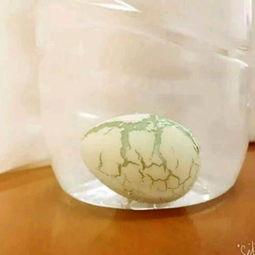 玩具恐龙蛋孵化视频