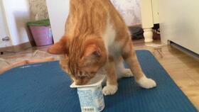 舔女奶视频,背后真相引人深思