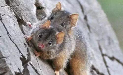 鼬交配视频,自然界的繁衍奇观